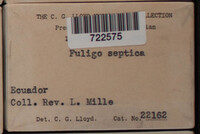Fuligo septica image